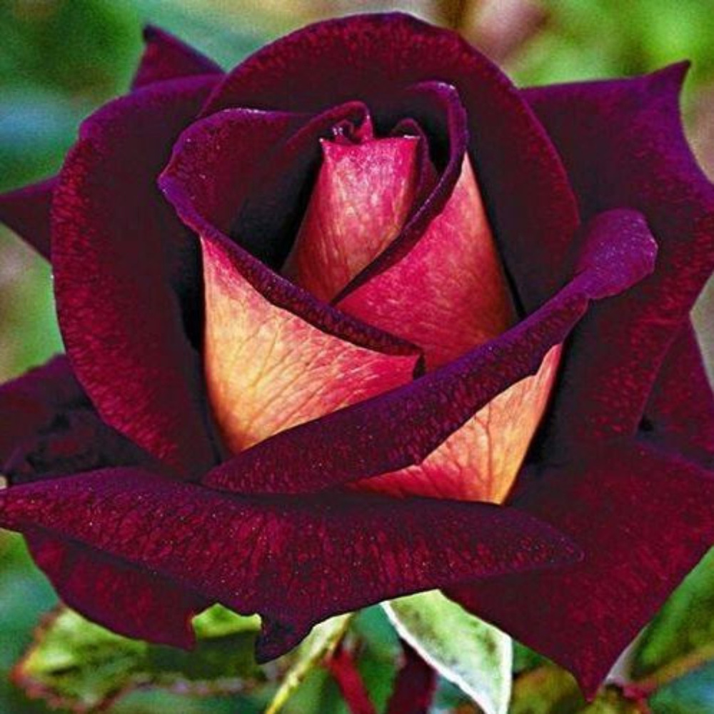 Welcome to Juju and D's